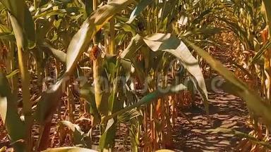 有机玉米生活方式田间干熟玉米的农业。 概念玉米收获农业天然产品